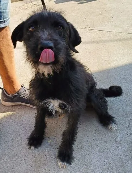Leopold - Schnauzer-Mix zur Adoption