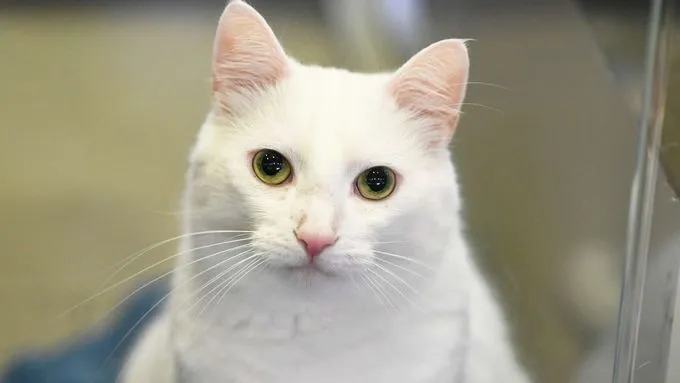 Louis - EKH zur Adoption