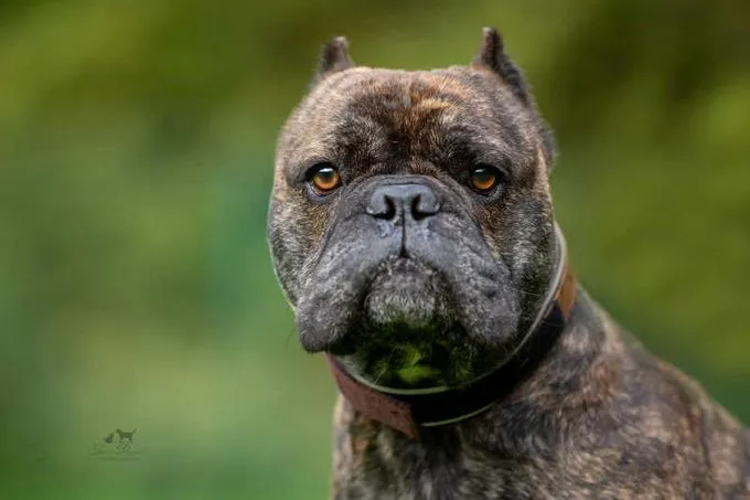 Dog from shelter, Ares | Dunkelbraun Gestromt Continental Bulldog Male