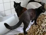 Cat from shelter, Britta Und Beatrice | Schwarz Ekh Female