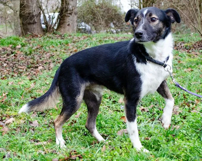 Dog from shelter, Madox | Schwarz Und Weiß Mischling Male