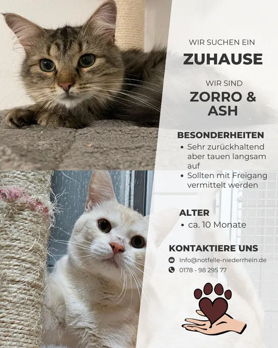 Zorro & Ash (10 Monate) - BLH & BKH zur Adoption