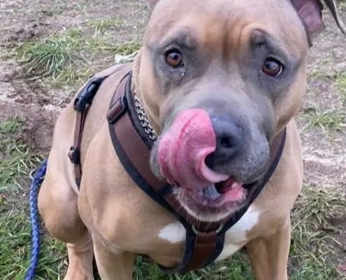 Dog from shelter, Shadow | Staffordshire Mix Male