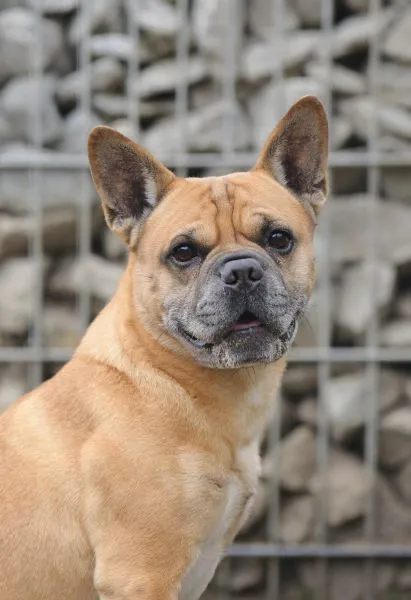 Charly - Frz. Bulldogg-Mix zur Adoption