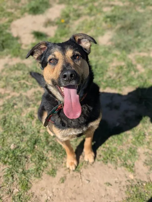 Ryo - Schäferhund Mischling zur Adoption