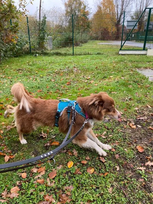 Dog from shelter, Bonny | Braun Weiß Australian Shepard Female