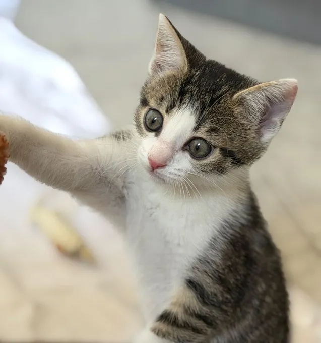 Evi - ekh zur Adoption