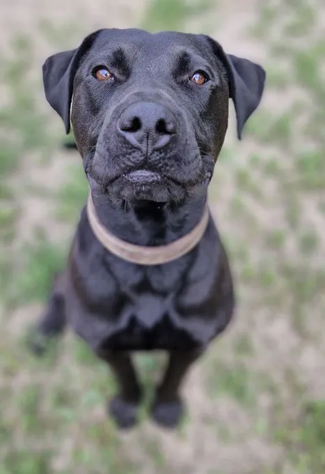 Bruno - labrador-mix zur Adoption