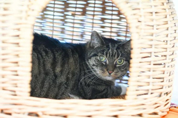 Cat from shelter, Kira | Ekh Female