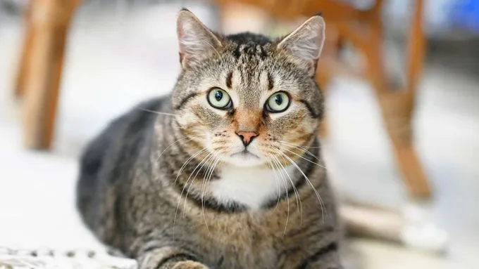 Cat from shelter, Leon | Ekh Female