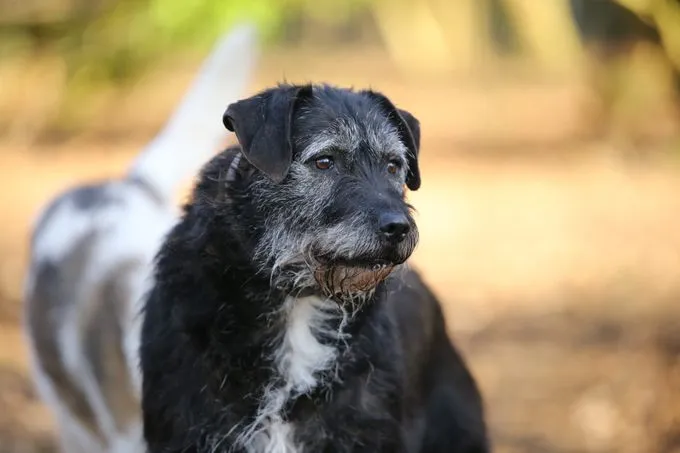 Hund aus Tierheim, Ghana | Schwarz Mischlingshündin Weiblich