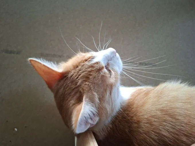 Anna und Frieda  - europaeische-hauskatze zur Adoption