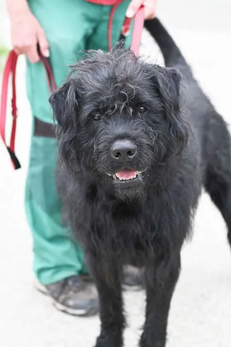 Hund aus Tierheim, Levi | Riesenschnauzer Mix Weiblich
