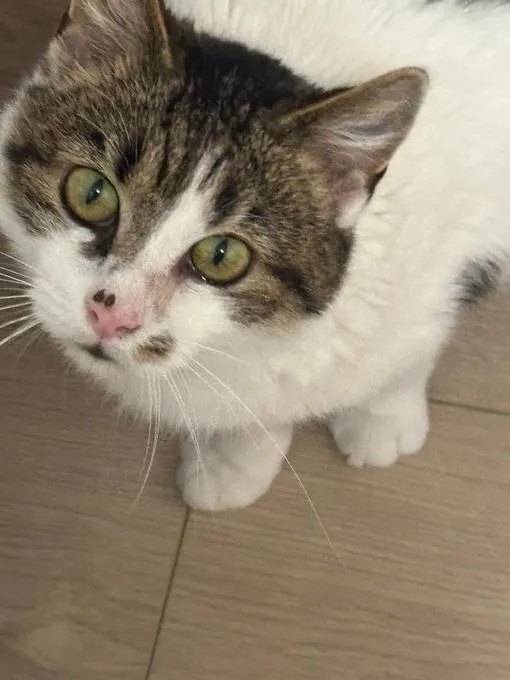 Kostek - ekh zur Adoption