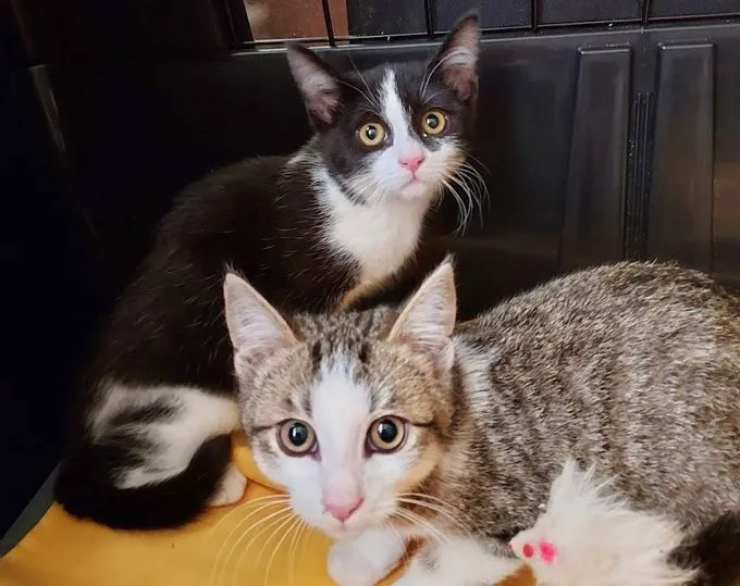 Klara und Marie - EK zur Adoption
