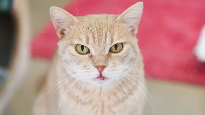 Cimarrona - EKH zur Adoption
