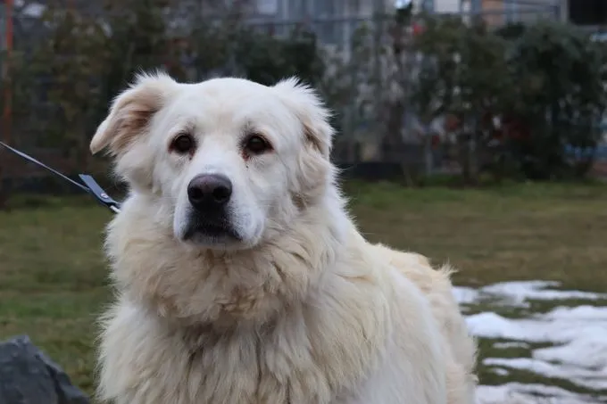 Sarti - Maremmano zur Adoption