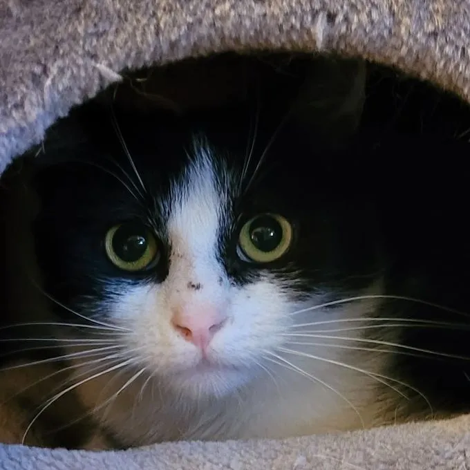 Elsa&Holly - ekh zur Adoption