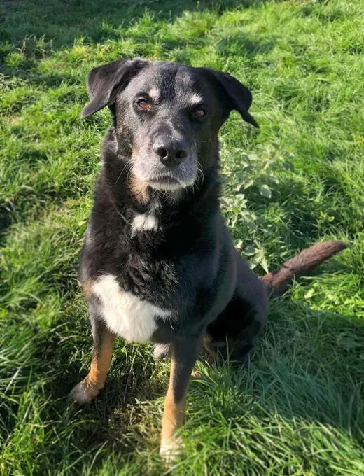 Hund aus Tierheim, Tyson | Schäferhund Mix Männlich