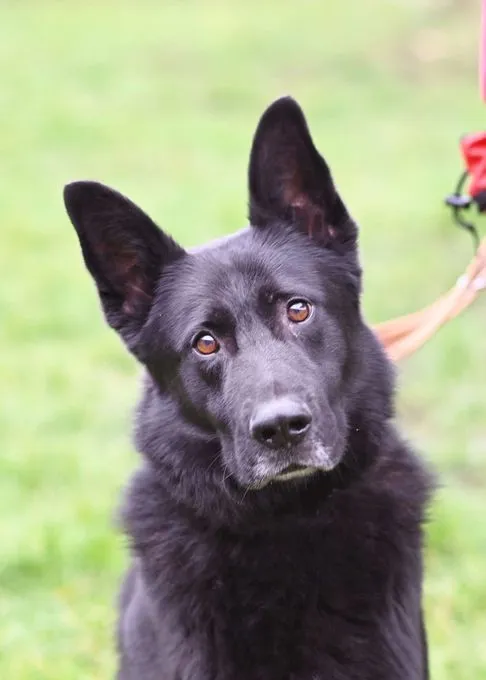 Dog from shelter, Bully | Dt Schäferhund Mix Male