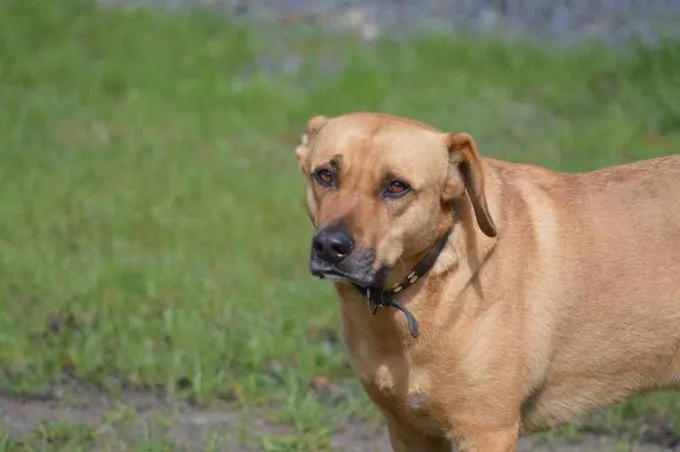 Dog from shelter, Beau | Hell Mischling Male
