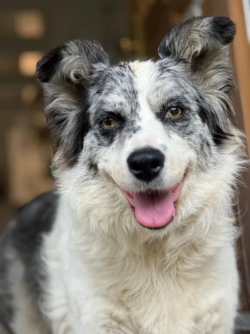 Jenny - mischling zur Adoption