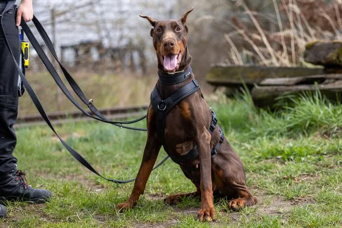 Hund aus Tierheim, Lynette Deisy Angel Of Shaytan | Braun Tan Dobermann Weiblich