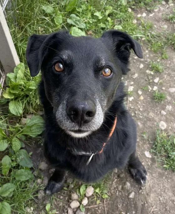 Dog from shelter, Goliath | Schäferhund Mix Male