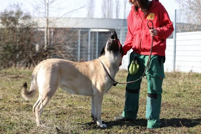 Hund aus Tierheim, Melek | Kangal Weiblich