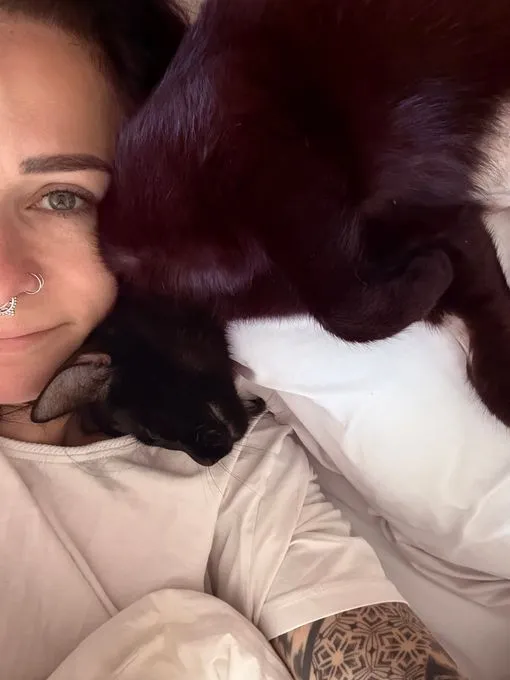Indira - europaeische-hauskatze zur Adoption