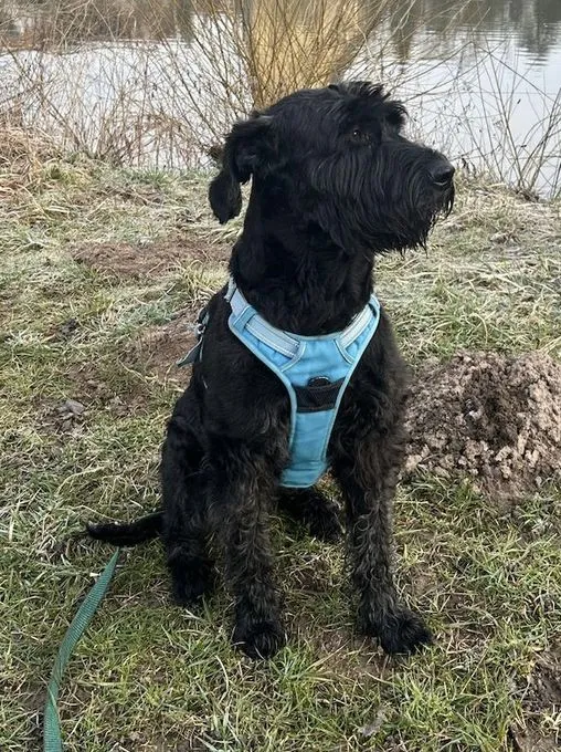 Dog from shelter, Laika | Schwarz Riesenschnauzer Female