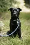 Dog from shelter, Lino | Schwarz Mischling Male