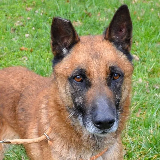 Hund aus Tierheim, Spencer | Blond Malinois Mix Männlich