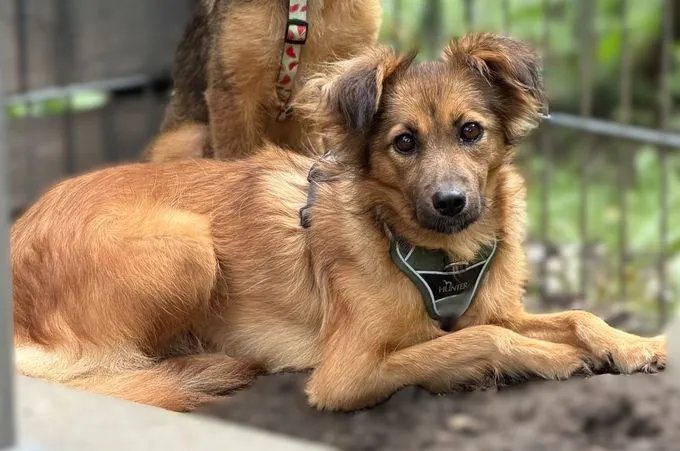 Hazel - mischling zur Adoption