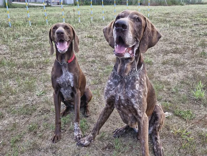 Gracie - Deutsch Kurzhaar zur Adoption