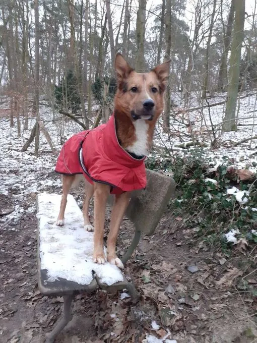 Hund aus Tierheim, Pablo | Schäferhund Collie Mix Männlich