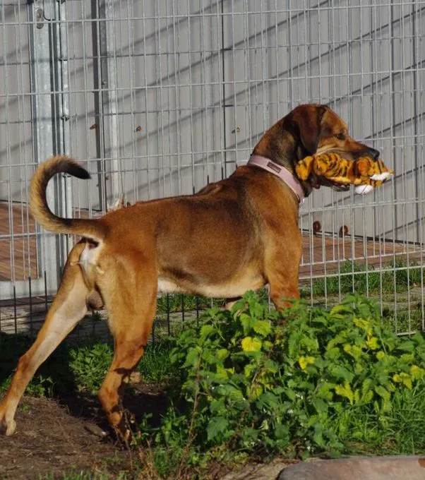 Hund aus Tierheim, Aaron | Rhodesian Ridgeback Männlich