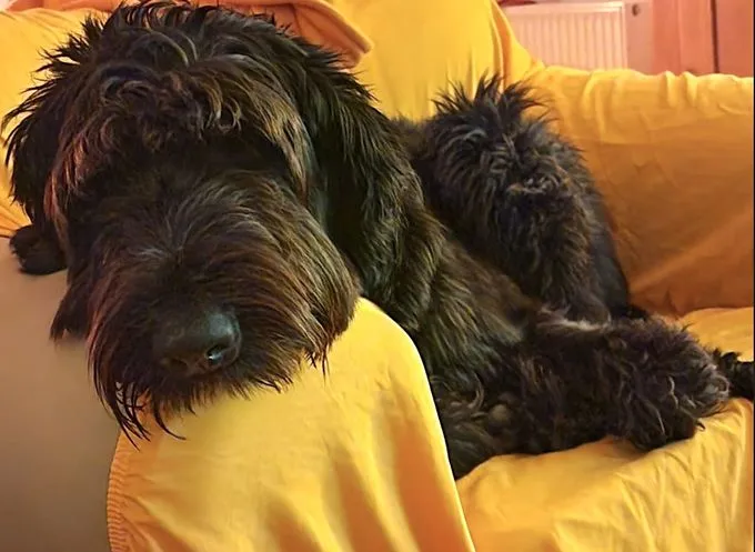 Dog from shelter, Bijou | Schwarz Riesenschnauzer Female