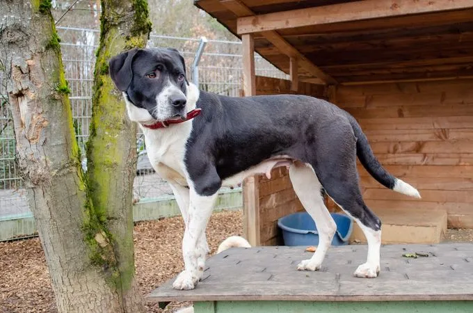 Dog from shelter, Lani | Weiß Und Schwarz Mischling Female