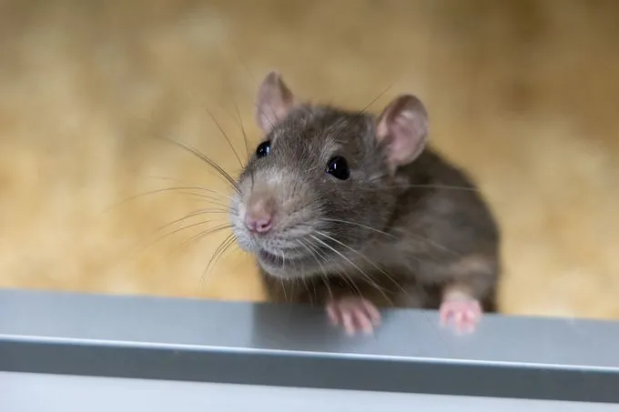 Farbratten - Farbratte zur Adoption