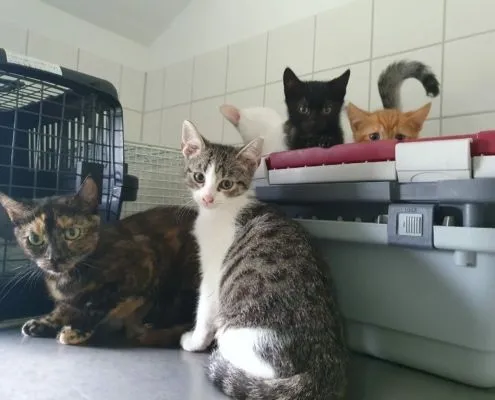 Cat from shelter, Unsere Gummibärenbande | Female
