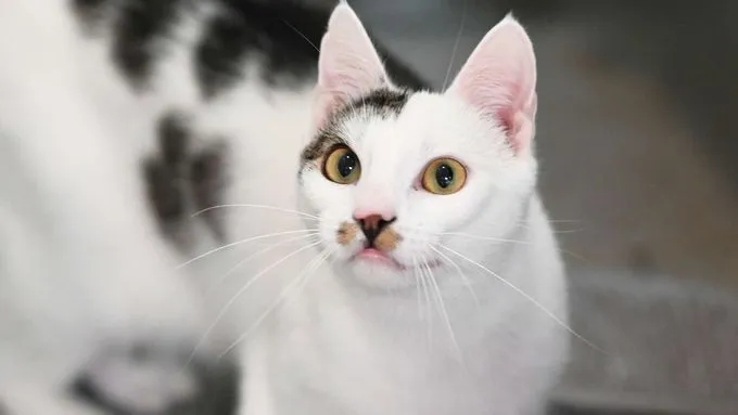 Bomble - EKH zur Adoption