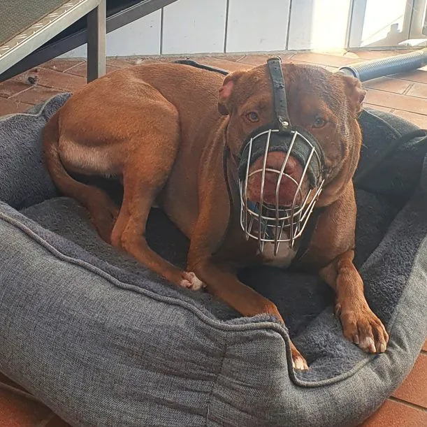 Hund aus Tierheim, Tj Tommy Junior | Staffordshire Mix Männlich