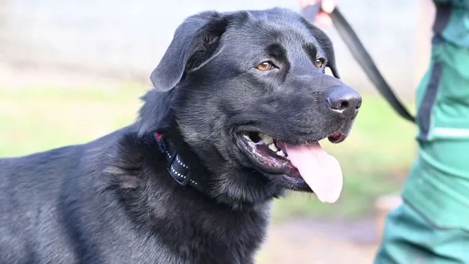 Blacky - Schäferhund-Mix zur Adoption