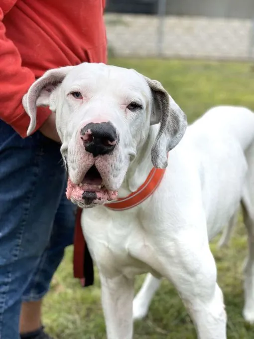 Hund aus Tierheim, Prinz | Deutsche Dogge Männlich
