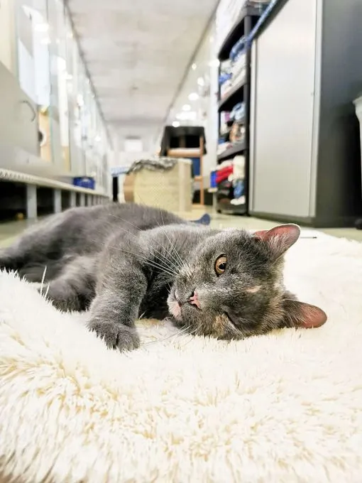 Katze aus Tierheim, Tessa | Ekh Weiblich