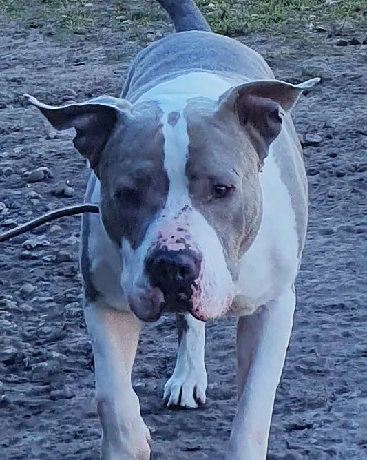 Graf - Staffordshire-Mix zur Adoption