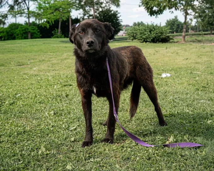 Yuma - mischling zur Adoption