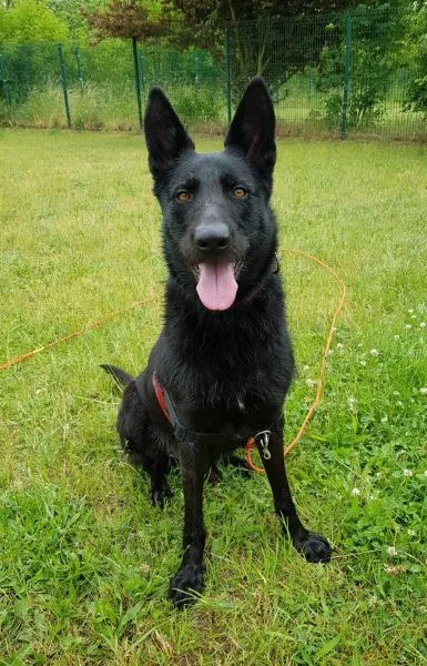 Dog from shelter, Baghira | Podenco Schnauzer Mix Male