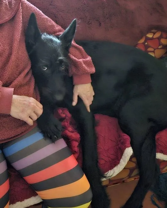 Hund aus Tierheim, Tommy Sucht Das Abenteuer | Schwarz Riesenschnauzer Malinois Mischling Männlich